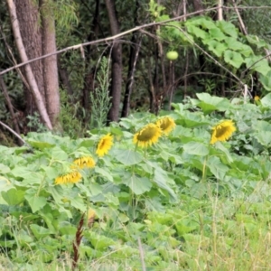 Helianthus annuus at Wodonga - 8 Mar 2021 09:49 AM