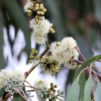 Eucalyptus nortonii (Large-flowered Bundy) at Wodonga, VIC - 7 Mar 2021 by KylieWaldon