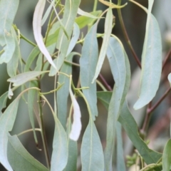 Eucalyptus nortonii at Wodonga - 8 Mar 2021 10:03 AM