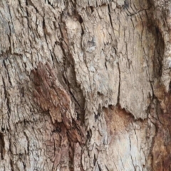 Eucalyptus nortonii at Wodonga - 8 Mar 2021