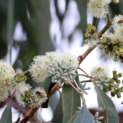 Eucalyptus nortonii at Wodonga - 8 Mar 2021 10:03 AM