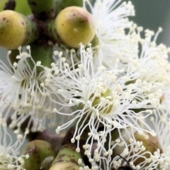 Eucalyptus nortonii at Wodonga - 8 Mar 2021