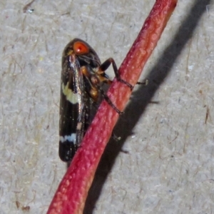 Eurymeloides punctata at Macarthur, ACT - 8 Mar 2021