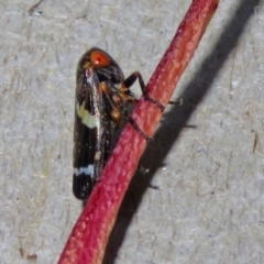 Eurymeloides punctata (Gumtree hopper) at Macarthur, ACT - 8 Mar 2021 by RodDeb