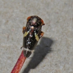 Eurymeloides punctata at Macarthur, ACT - 8 Mar 2021