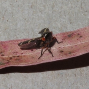 Eurymeloides punctata at Macarthur, ACT - 8 Mar 2021