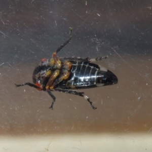 Eurymeloides punctata at Macarthur, ACT - 8 Mar 2021