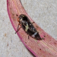 Eurymeloides punctata at Macarthur, ACT - 8 Mar 2021