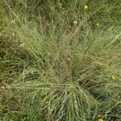 Eragrostis curvula (African Lovegrass) at Holt, ACT - 8 Mar 2021 by tpreston