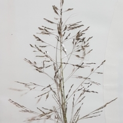 Eragrostis curvula at Holt, ACT - 8 Mar 2021