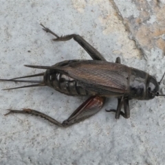 Teleogryllus commodus (Black Field Cricket) at Kambah, ACT - 8 Mar 2021 by HarveyPerkins