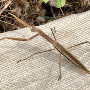 Tenodera australasiae at Holt, ACT - 8 Mar 2021