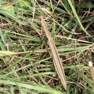 Tenodera australasiae at Holt, ACT - 8 Mar 2021