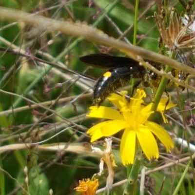 Laeviscolia frontalis (Two-spot hairy flower wasp) at Ginninderry Conservation Corridor - 8 Mar 2021 by trevorpreston