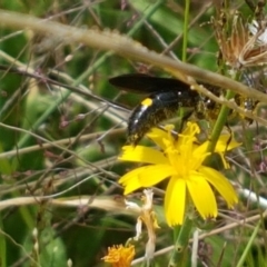 Laeviscolia frontalis (Two-spot hairy flower wasp) at Holt, ACT - 8 Mar 2021 by tpreston
