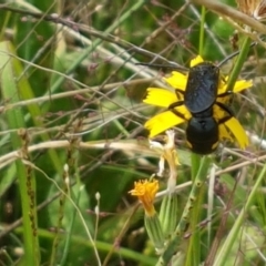 Laeviscolia frontalis at Holt, ACT - 8 Mar 2021