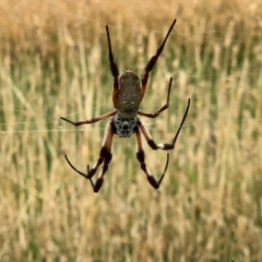 Trichonephila edulis (Golden orb weaver) at Aranda Bushland - 8 Mar 2021 by KMcCue