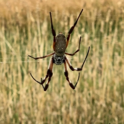 Trichonephila edulis (Golden orb weaver) at Holt, ACT - 8 Mar 2021 by KMcCue