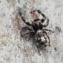 Sandalodes superbus (Ludicra Jumping Spider) at Ginninderry Conservation Corridor - 8 Mar 2021 by trevorpreston