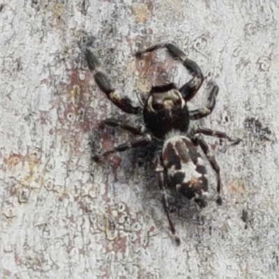 Sandalodes superbus (Ludicra Jumping Spider) at Ginninderry Conservation Corridor - 8 Mar 2021 by trevorpreston