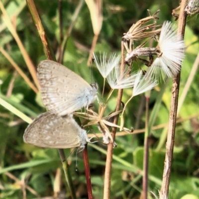 Zizina otis (Common Grass-Blue) at Holt, ACT - 8 Mar 2021 by KMcCue