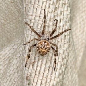 Backobourkia sp. (genus) at Holt, ACT - 8 Mar 2021 10:39 AM