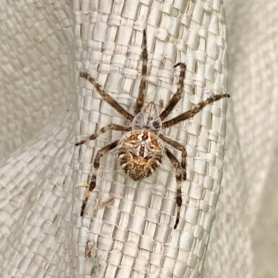 Backobourkia sp. (genus) (An orb weaver) at Aranda Bushland - 7 Mar 2021 by KMcCue