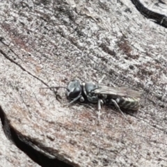 Crabroninae (subfamily) (Unidentified solitary wasp) at Holt, ACT - 8 Mar 2021 by trevorpreston