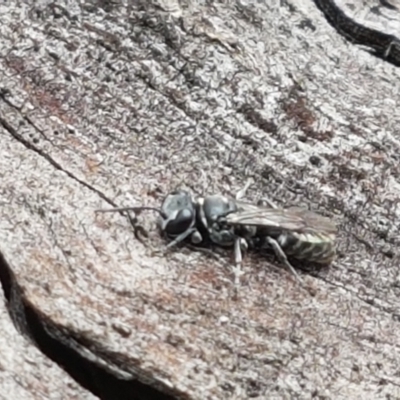 Crabroninae (subfamily) (Unidentified solitary wasp) at Ginninderry Conservation Corridor - 8 Mar 2021 by trevorpreston