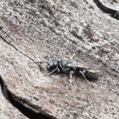 Crabroninae (subfamily) (Unidentified solitary wasp) at Holt, ACT - 8 Mar 2021 by tpreston