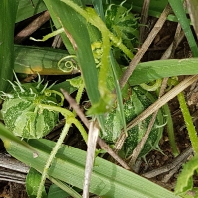 Cucumis myriocarpus (Prickly Paddy Melon) at Holt, ACT - 8 Mar 2021 by trevorpreston