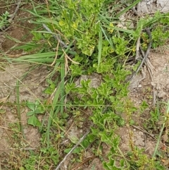 Cucumis myriocarpus at Holt, ACT - 8 Mar 2021 02:03 PM