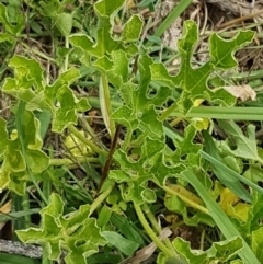 Cucumis myriocarpus at Holt, ACT - 8 Mar 2021