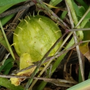 Cucumis myriocarpus at Holt, ACT - 8 Mar 2021 02:03 PM