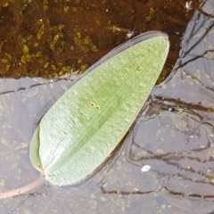 Ottelia ovalifolia subsp. ovalifolia at Holt, ACT - 8 Mar 2021 01:55 PM