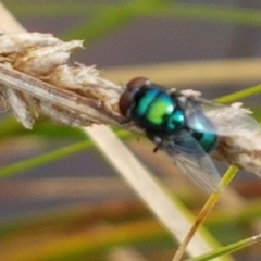 Calyptrate (subsection) (Unidentified house-flies, blow-flies and their allies) at Holt, ACT - 8 Mar 2021 by trevorpreston