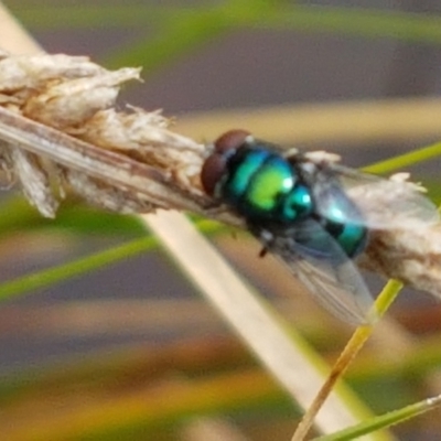 Unidentified True fly (Diptera) at Ginninderry Conservation Corridor - 8 Mar 2021 by trevorpreston