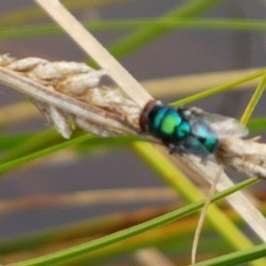 Calyptrate (subsection) at Holt, ACT - 8 Mar 2021 01:59 PM