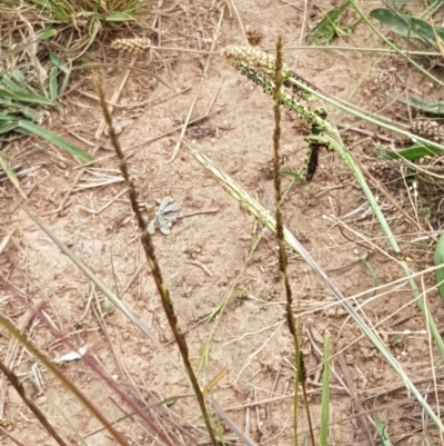 Sporobolus creber (Slender Rat's Tail Grass) at Holt, ACT - 8 Mar 2021 by trevorpreston