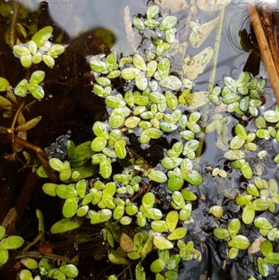 Landoltia punctata (Spotted Pondweed) at Ginninderry Conservation Corridor - 8 Mar 2021 by tpreston