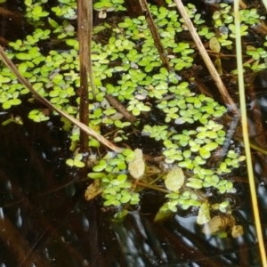 Landoltia punctata at suppressed - 8 Mar 2021