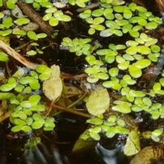 Landoltia punctata at suppressed - 8 Mar 2021