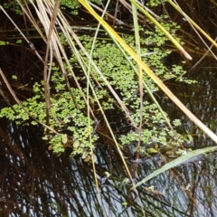 Landoltia punctata at suppressed - 8 Mar 2021