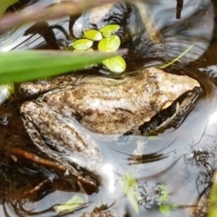 Litoria latopalmata (Broad-palmed Tree-frog) at Ginninderry Conservation Corridor - 8 Mar 2021 by tpreston