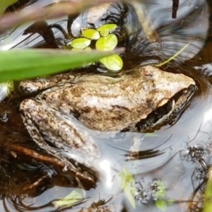 Litoria latopalmata at Holt, ACT - 8 Mar 2021