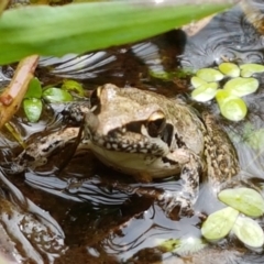 Litoria latopalmata at Holt, ACT - 8 Mar 2021