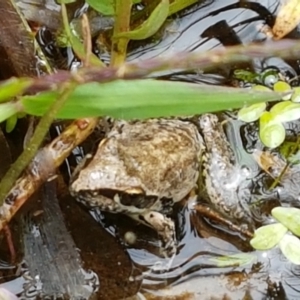 Litoria latopalmata at Holt, ACT - 8 Mar 2021