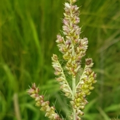 Echinochloa crus-galli (Barnyard Grass) at Holt, ACT - 8 Mar 2021 by trevorpreston