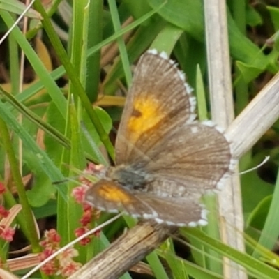 Lucia limbaria (Chequered Copper) at Holt, ACT - 8 Mar 2021 by trevorpreston