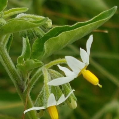 Solanum chenopodioides (Whitetip Nightshade) at Holt, ACT - 8 Mar 2021 by trevorpreston